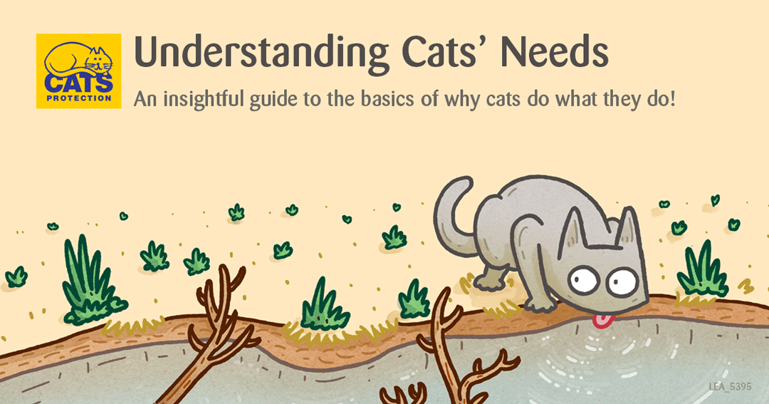 Understanding Cats Needs