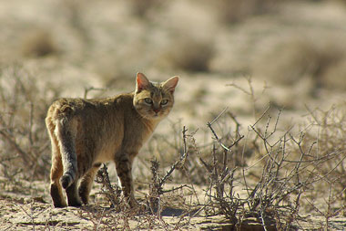 An African wildcat