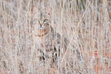 Solitary African wildcat with savannah surroundings
