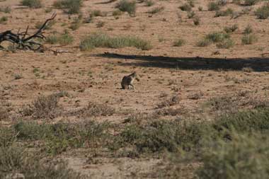 African wildcat 