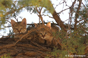 African Wild cat kittens