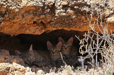 African Wild cat kittens