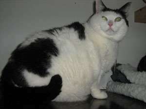 An obese cat