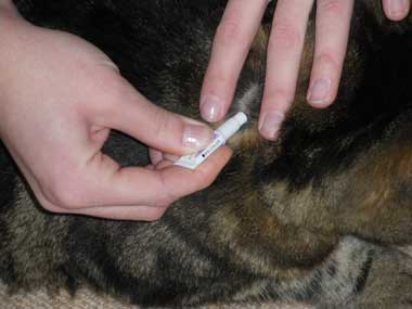 Cat being given a flea treatment