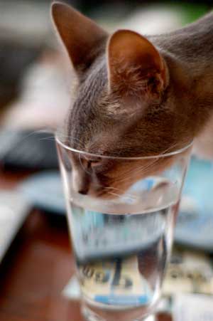 Cat drinking from a glass