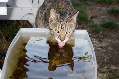 Cat drinking 