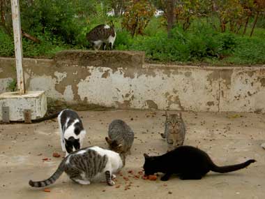 A feral colony