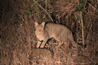 African wildcat hunting