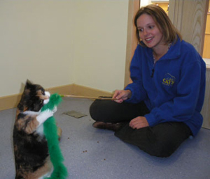 Cat playing in an adoption centre