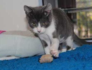 Cat playing in an adoption centre