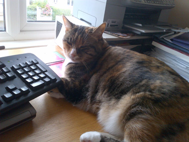 A cat taking a rest on a computer desk