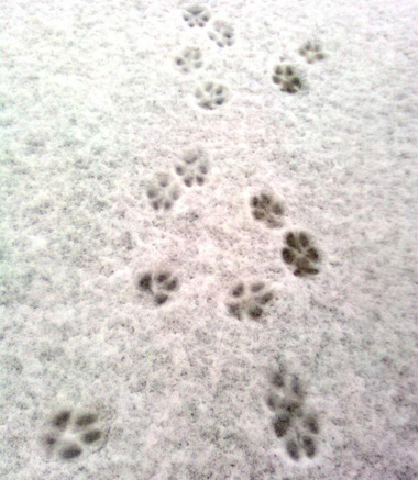 Paw prints in the snow