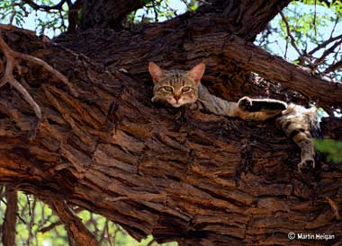 Africa wildcat in a tree