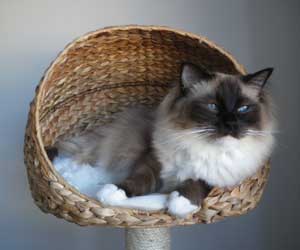 Cat sleeping in a basket