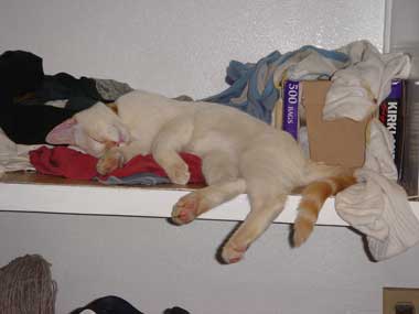 Cat sleeping on a shelf