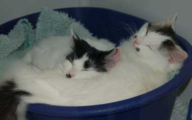 Cats sleeping in a Cats Protection centre