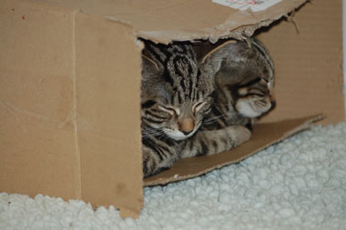 Cat sleeping in a Cats Protection centre