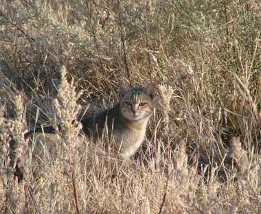 African wildcat sitting alone