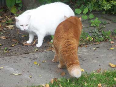 Two cats meeting for the first time