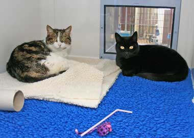 Two cats in Cats Protection care
