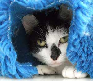 Cat hiding under her blanket