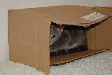 A kitten hiding in a box