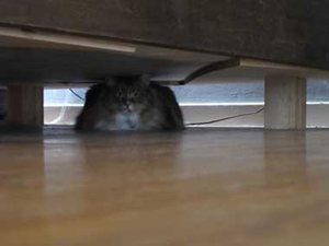 A cat under a bed