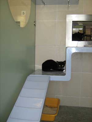 Litter trays at a Cats Protection centre