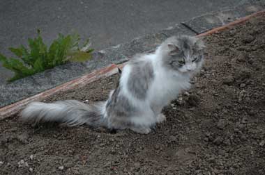 Cat tolieting outdoors