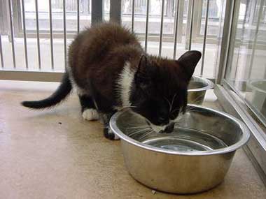 Cat drinking at Cats Protection Centre